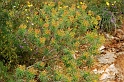 0737 Euphorbia cf. dendroides
